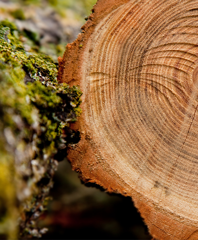 রপ্তানির জন্য ছাঁচযুক্ত প্যালেটগুলির ধোঁয়ানের প্রয়োজন নেই কেন?
