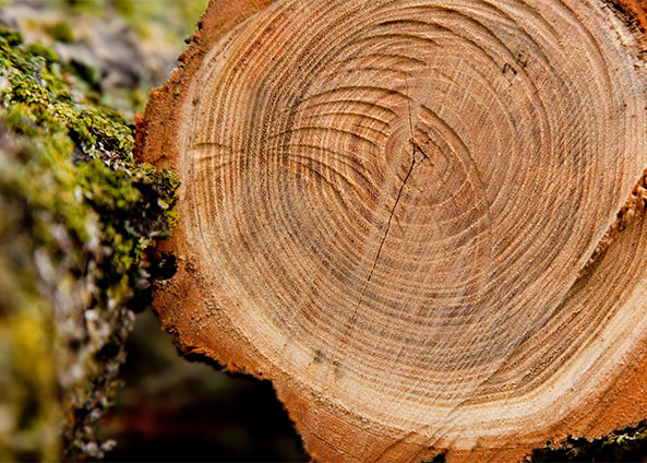 রনসুন আমদানি ও রপ্তানি কোং, লি.